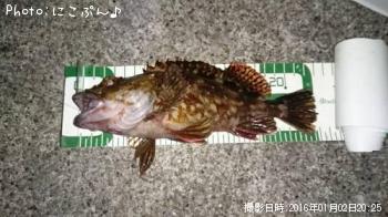 カサゴ