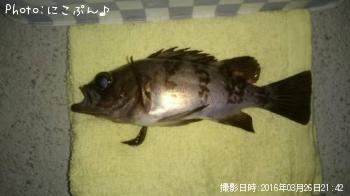 ちびメバル