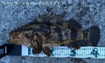 タケノコメバル