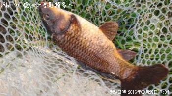 鯉
