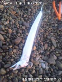 太刀魚