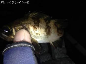 メバル