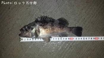 クロソイ