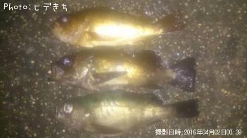メバル