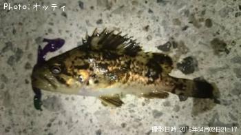 クロソイ