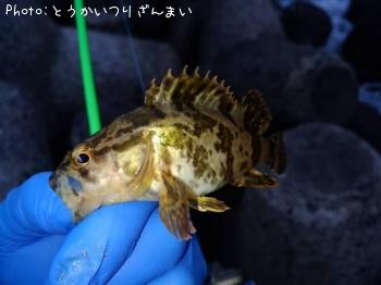 タケノコメバル