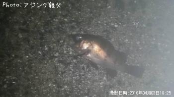 メバル