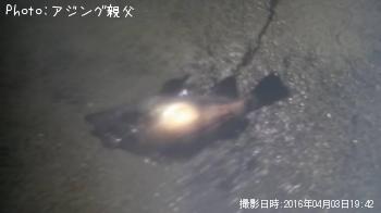メバル
