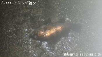 メバル