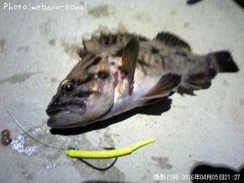 クロソイ