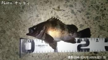 メバル
