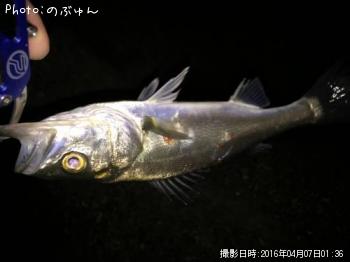 シーバス