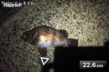 メバル