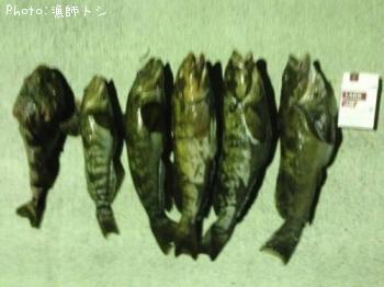 アイナメ