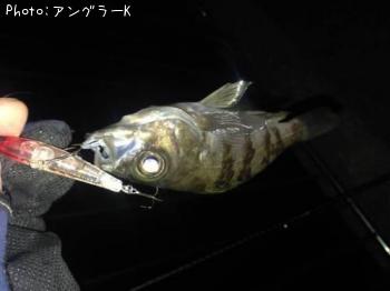 メバル