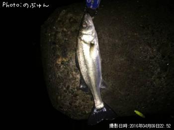 シーバス