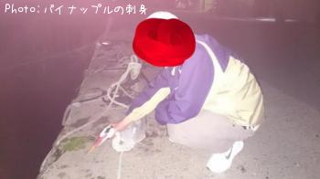 鳥