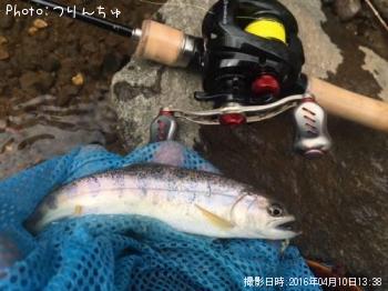 ヤマメ