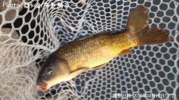 鯉