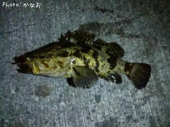 タケノコメバル