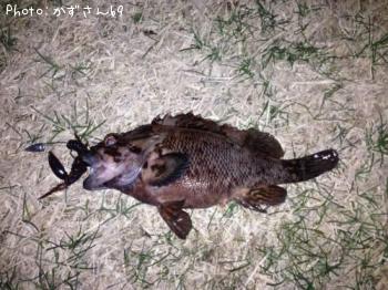 ムラソイ