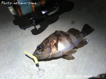 メバル