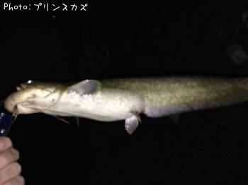 ʥޥ
