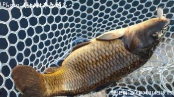 鯉