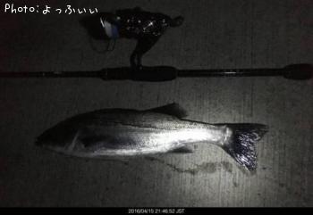 セイゴ