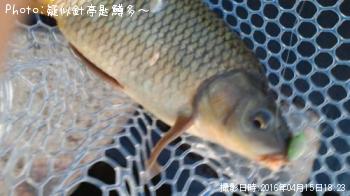 鯉