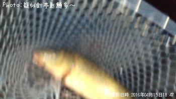 鯉