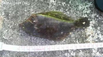 カレイ