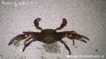 アジ＆カニ