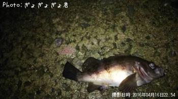 メバル