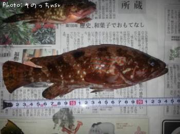 キジハタ