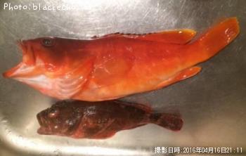 アカハタ