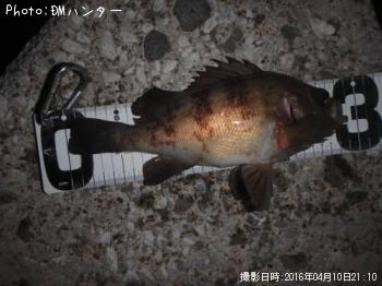 メバル