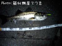 シーバス