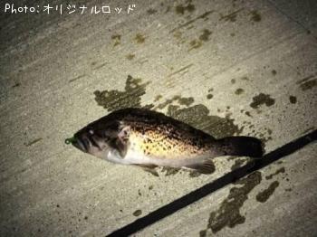 クロソイ