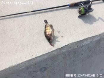 メバル