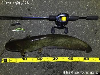 ナマズ