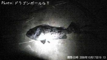ソイ