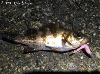 メバル
