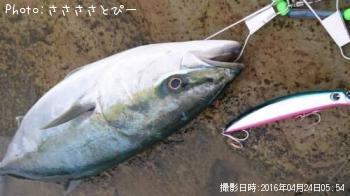饵