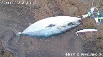 饵