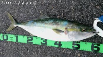 饵