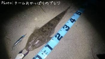 マゴチ