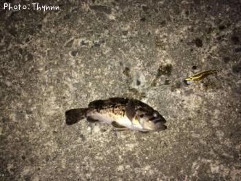 チビソイボウズ逃れ