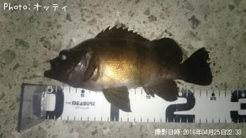 メバル