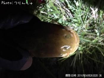 ナマズ